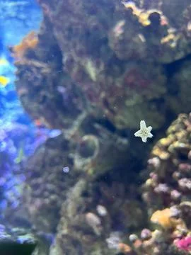 Tiny White Starfish Floating in Front of Coral Reef in a Vibrant Aquarium Tank Stock Photos