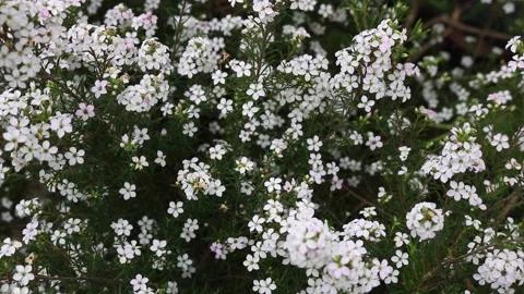 Tiny white stellate flowers of diosma hirsuta Stock Footage 148395110