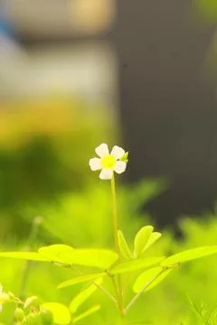 Tiny White Wild Flower with Yellow Center Macro Stock Photos