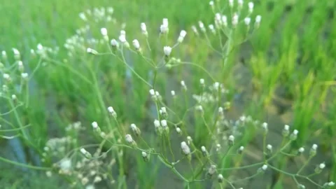 Tiny white wild flowers blooming gracefully in soft green nature background Stock Footage 340457794