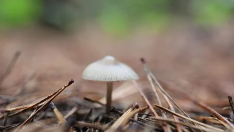 Tiny white wild mushroom growing among dry pine needles on the forest floor 库存影片 347813195