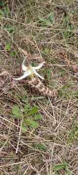 Tiny white wildflower blooming in field Stock Photos