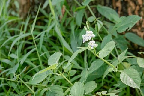 Tiny white wildflower in green grass with delicate natural detail Stock Photos