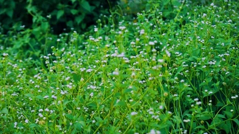 Tiny White Wildflowers Blooming in Lush Green Field Stock Footage 344275997