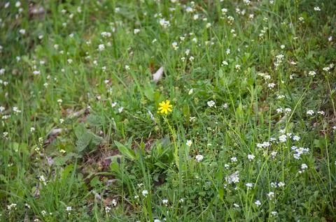 Tiny White Wildflowers in Green Grass Fotos de archivo
