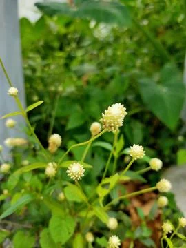 Tiny White Wildflowers in Greenery Stock Photos