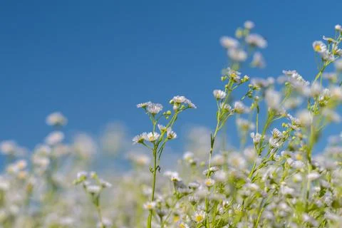 Tiny white wildflowers reach for the morning sun in a serene meadow, set agai Stock Photos