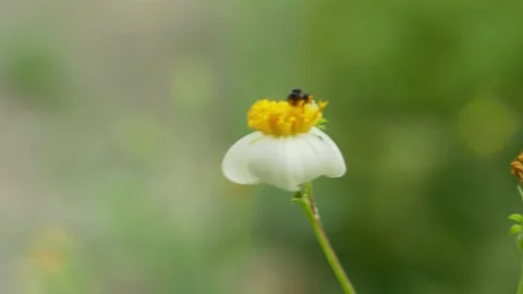 Tiny Wild Bee Collecting Pollen on White Flower Video stock 341375100