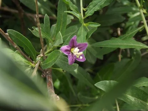 Tiny Wild Bloom in Summer Foliage Stock Photos