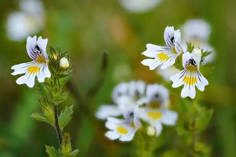 Tiny wild eyebright or eyewort - Euphrasia rostkoviana - flowers growing on.. Stock Photos