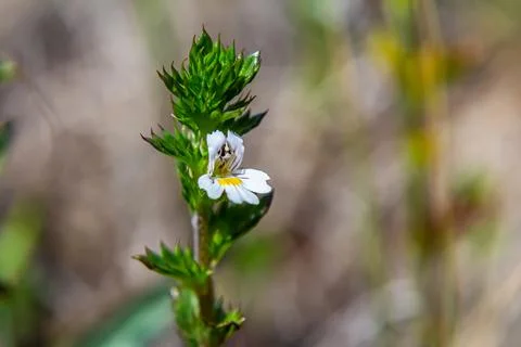 Tiny wild eyebright or eyewort - Euphrasia rostkoviana - flowers growing on s Stock Photos