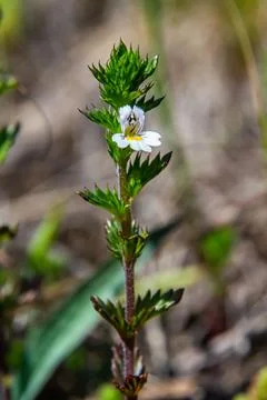 Tiny wild eyebright or eyewort - Euphrasia rostkoviana - flowers growing on s Stock Photos