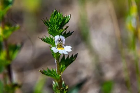 Tiny wild eyebright or eyewort - Euphrasia rostkoviana - flowers growing on s Stock Photos
