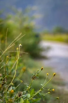 Tiny wild flower growing alongside the road Stock Photos