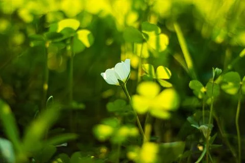 Tiny wild grass flower. Nature is the source of our livelihood Stock Photos