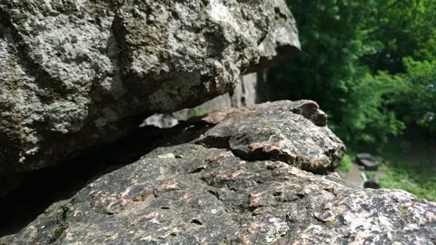 Tiny wild lizard crawling out from hiding under a rock Stock Footage 119956989