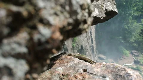Tiny wild lizard crawling out from hiding under a rock Stock Footage 158793014