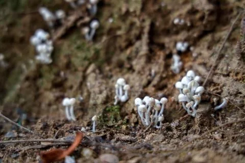 Tiny wild mushroom grows on the corner Stock Photos