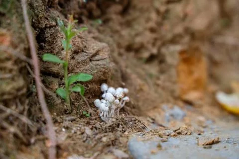 Tiny wild mushroom grows on the corner Stock Photos