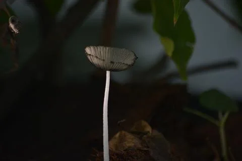 Tiny wild mushroom with thin white stem in natural forest floor background Stock Photos