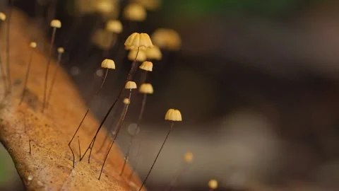 Tiny Wild Mushrooms on Fallen Leaf in Tropical Forest Thailand 스톡 동영상 335189218