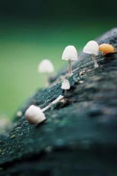 Tiny wild mushrooms Stock Photos