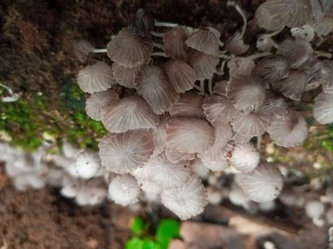 Tiny Wild Mushrooms Foto stock
