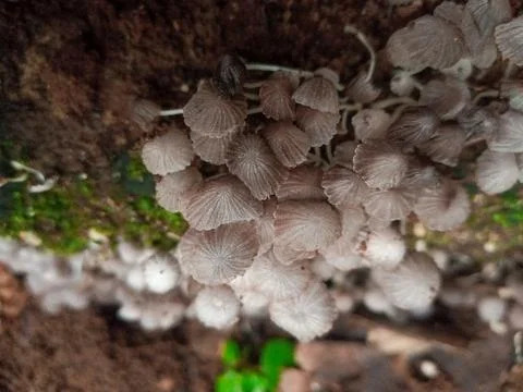 Tiny Wild Mushrooms Foto stock