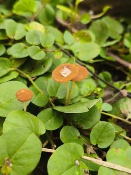 Tiny Wild Orange Mushrooms with a Clear Water Droplet in a Green Garden Stock Photos