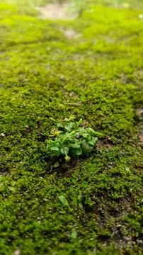 Tiny Wild Plant Growing on Mossy Ground – Macro Nature Background Stock Photos