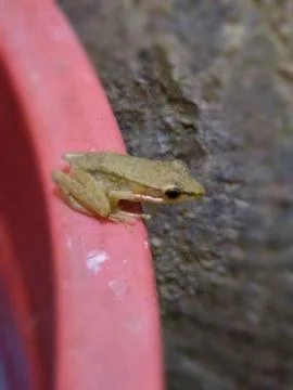 Tiny Wild Tree Frog Perching on Red Pipe in Tropical Nature Stock Photos