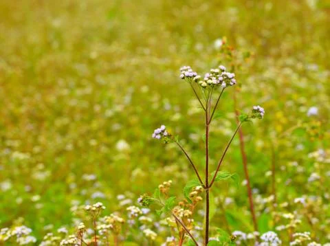 Tiny wild violet flowers in focus Foto stock