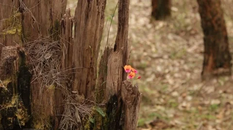 Tiny wildflower growing out of tree trunk Stock Footage 59778804