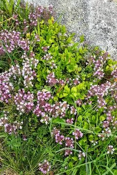 Tiny wildflowers in the Alps Stock Photos
