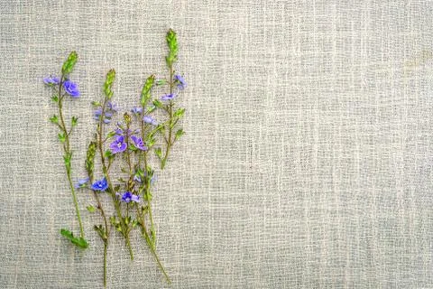 Tiny wildflowers on fabric Fotos de archivo