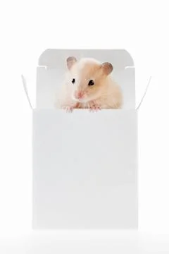 Tiny winy. Stock Photos