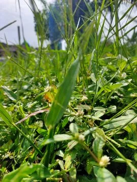 Tiny Wonders in the Grass Stock Photos