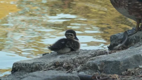 A tiny wood duckling rests peacefully on rocky shore 库存影片 340086211