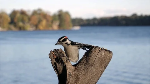 Tiny woodpecker hops up to start pecking some peanuts. Video stock 123445870