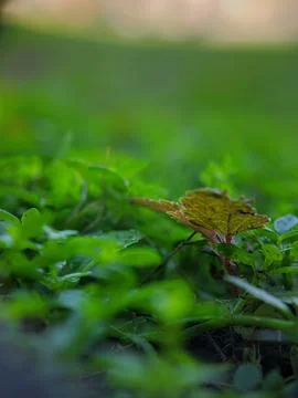Tiny world on the ground random macro shot Stock Photos