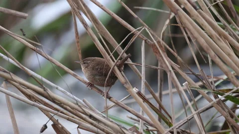A tiny wren sits on a cane twig, 4K slomo Stock Footage 169102627