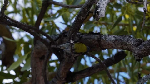 A tiny yellow and black bird on a tree branch in tropical San Juan Puerto Stock Footage 106517096