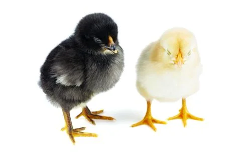 Tiny yellow and black chickens Foto stock