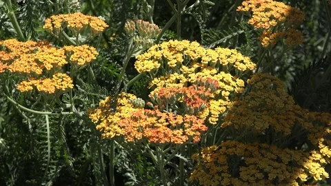 Tiny yellow and orange flowers Video stock 80057312