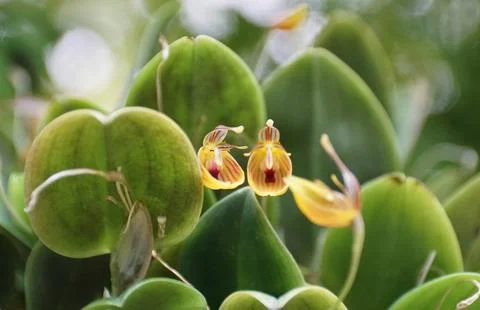 The tiny yellow and red flowers of Restrepia nittiorhyncha orchids Stock Photos