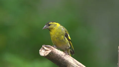 Tiny yellow bird eurasian siskin perched on branch watching alerted turn around Stock-Footage 136478644