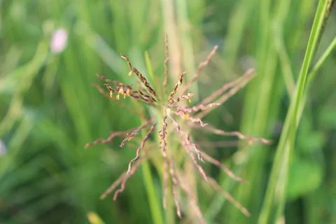 Tiny yellow blooms dot curving brown grass amidst blurry verdant blades 写真素材