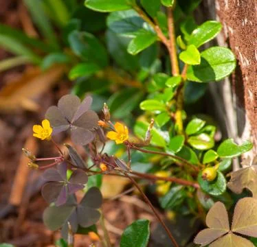 Tiny yellow blossoms in the garden. Stock Photos