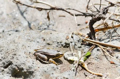 A tiny yellow-brown frog sits on the wet sand on a Sunny day. Electoral focus 스톡 사진