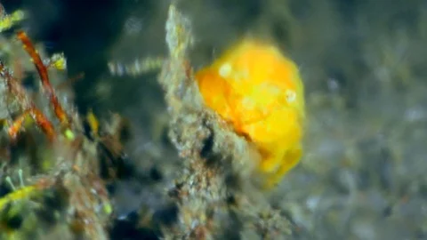 Tiny yellow crab hanging to piece of rubble and blurry water flowing by 스톡 동영상 112453382